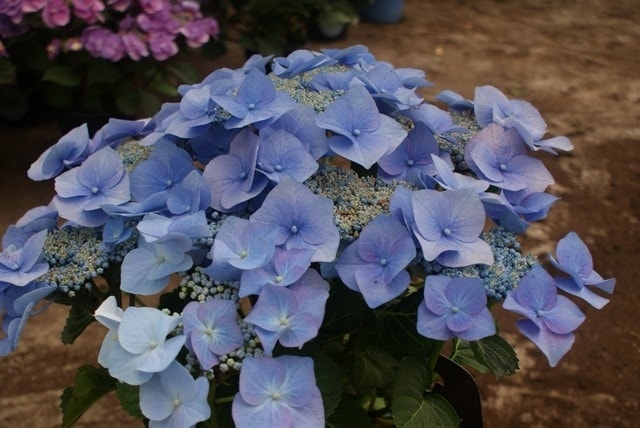 Hortensia (Hydrangea macrophylla 'Blaumeise')