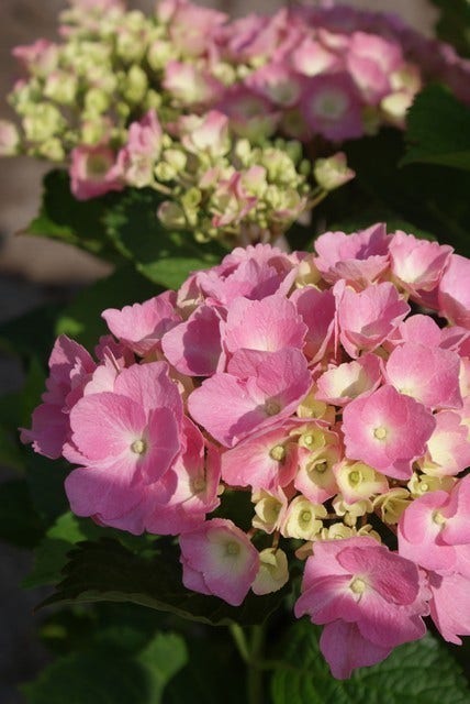 Hortensia roze (Hydrangea 'Forever&Ever' pink)