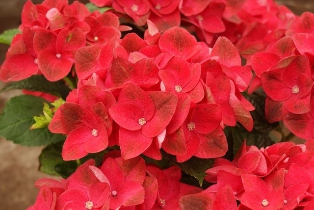 Hortensia (Hydrangea macrophylla 'Green Shadow')