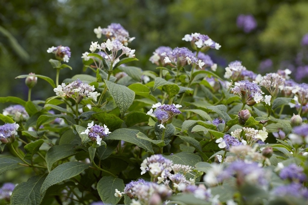 Hortensia (Hydrangea involucrata)