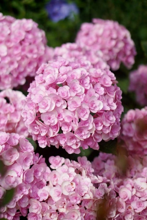 Hortensia (Hydrangea macrophylla 'Love')