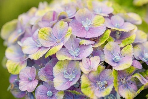 Hortensia (Hydrangea 'Magical Jewel Blue')