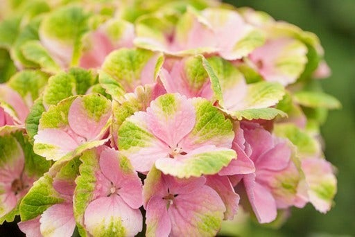 Hortensia (Hydrangea 'Magical Jewel Pink')