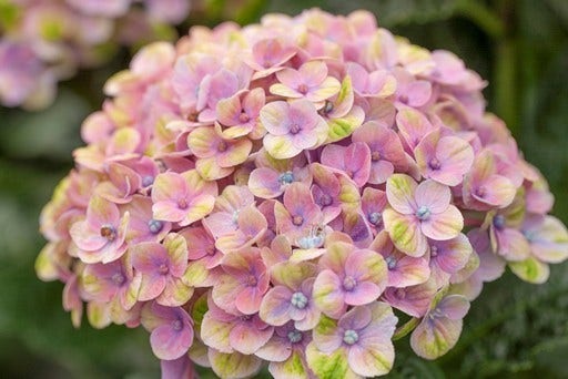 Hortensia (Hydrangea Magical Coral Blue)