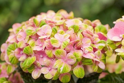 Hortensia (Hydrangea Magical Coral Pink)