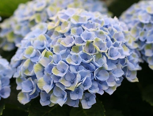 Hortensia (Hydrangea Magical Revolution Blue)