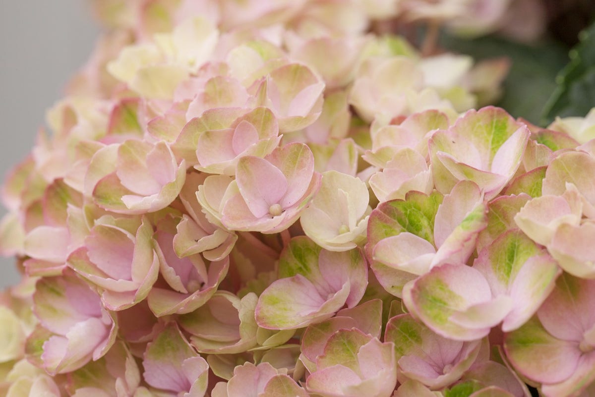 Hortensia (Hydrangea Magical Revolution Pink)