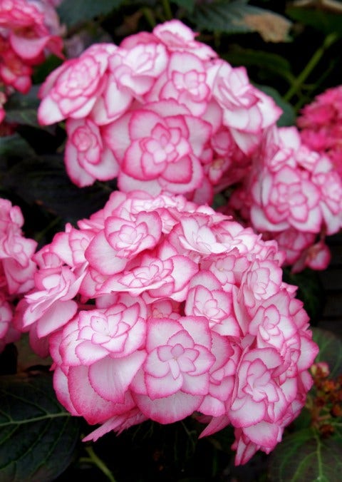 Hortensia (Hydrangea macrophylla 'Miss Saori')