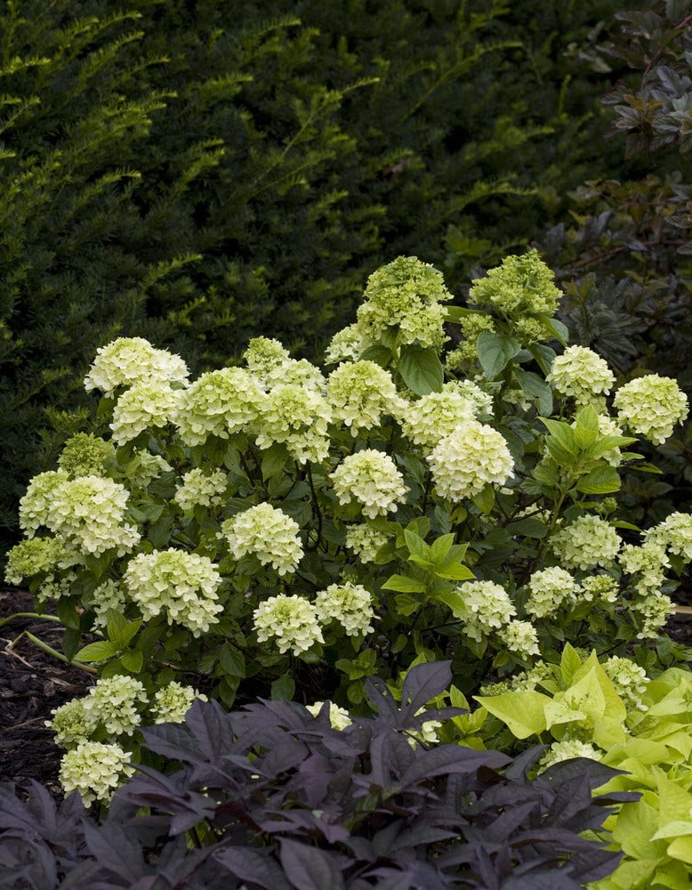 Pluimhortensia (Hydrangea paniculata 'Little Lime')