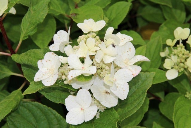 Pluimhortensia (Hydrangea paniculata 'Dart's little Dot')