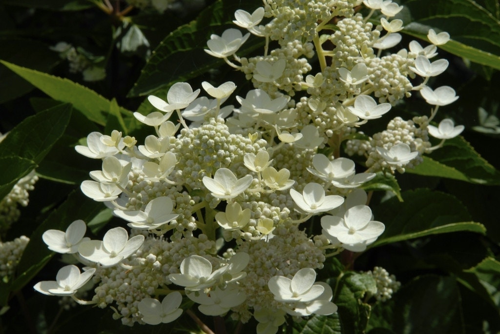 Pluimhortensia (Hydrangea paniculata 'Dharuma')