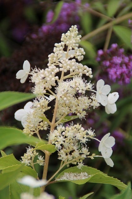 Pluimhortensia (Hydrangea paniculata 'Kyushu')