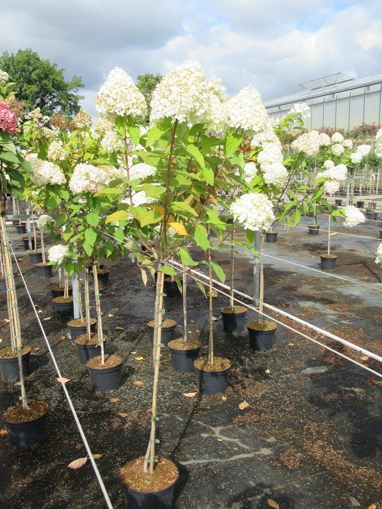 Pluimhortensia op stam (Hydrangea paniculata 'Limelight' stam)