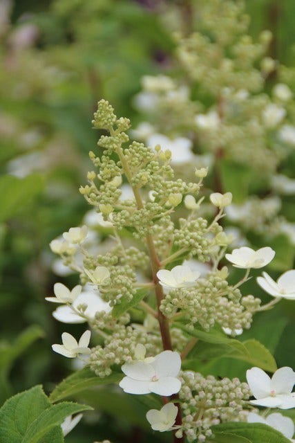 Pluimhortensia (Hydrangea paniculata 'Pink Diamond')