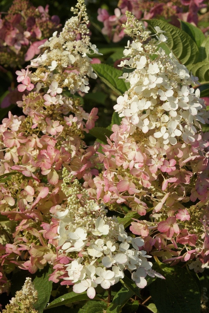 Pluimhortensia (Hydrangea paniculata 'Pinky Winky')