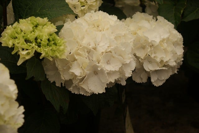 Hortensia (Hydrangea macrophylla 'Schneeball')