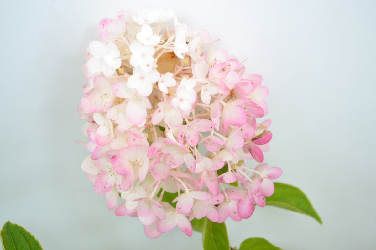 Pluimhortensia (Hydrangea paniculata 'Silver Dollar')