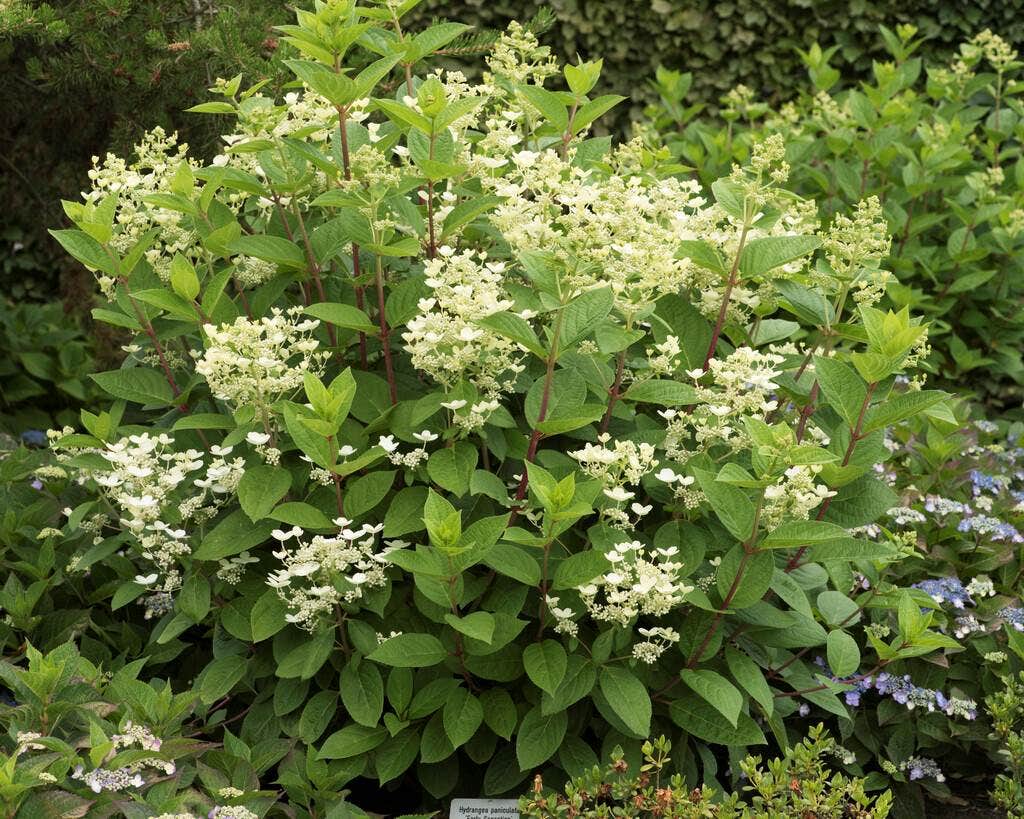 Pluimhortensia (Hydrangea paniculata 'Early Sensation')