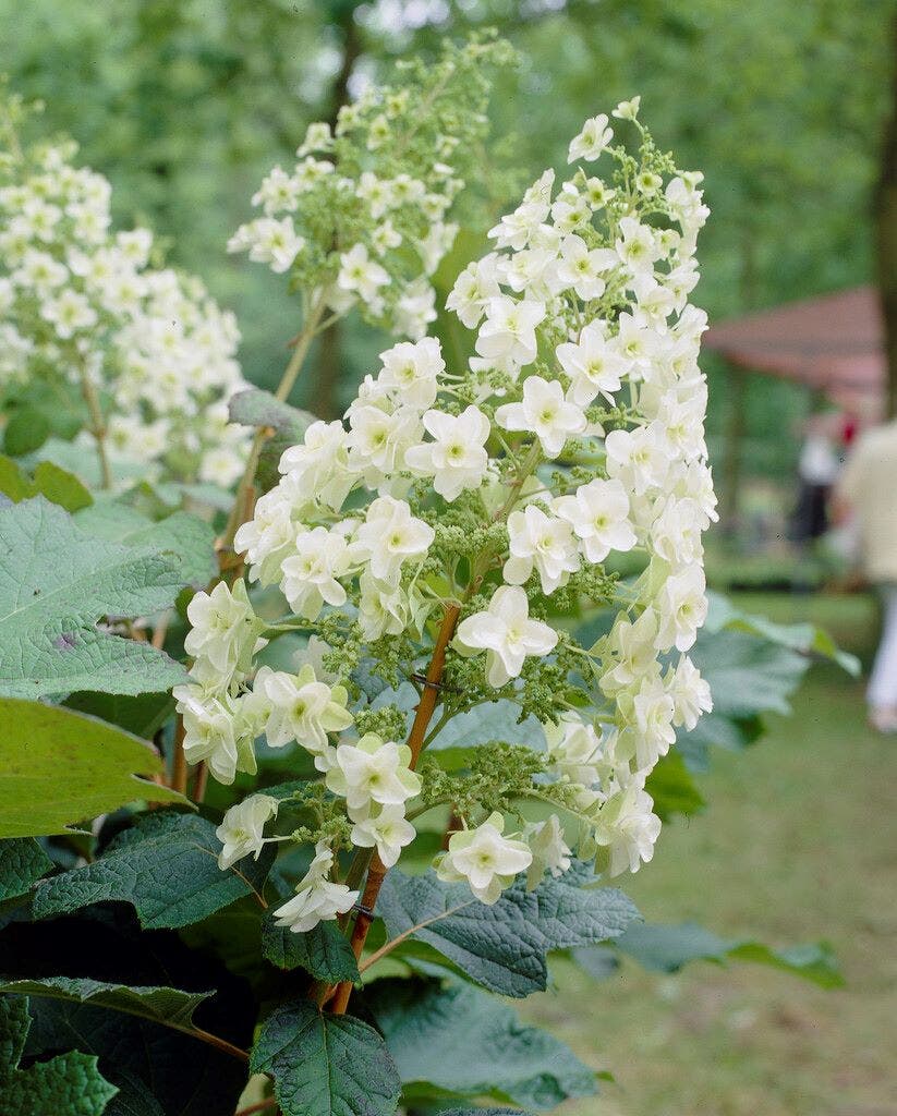 Eikenbladhortensia (Hydrangea quercifolia)