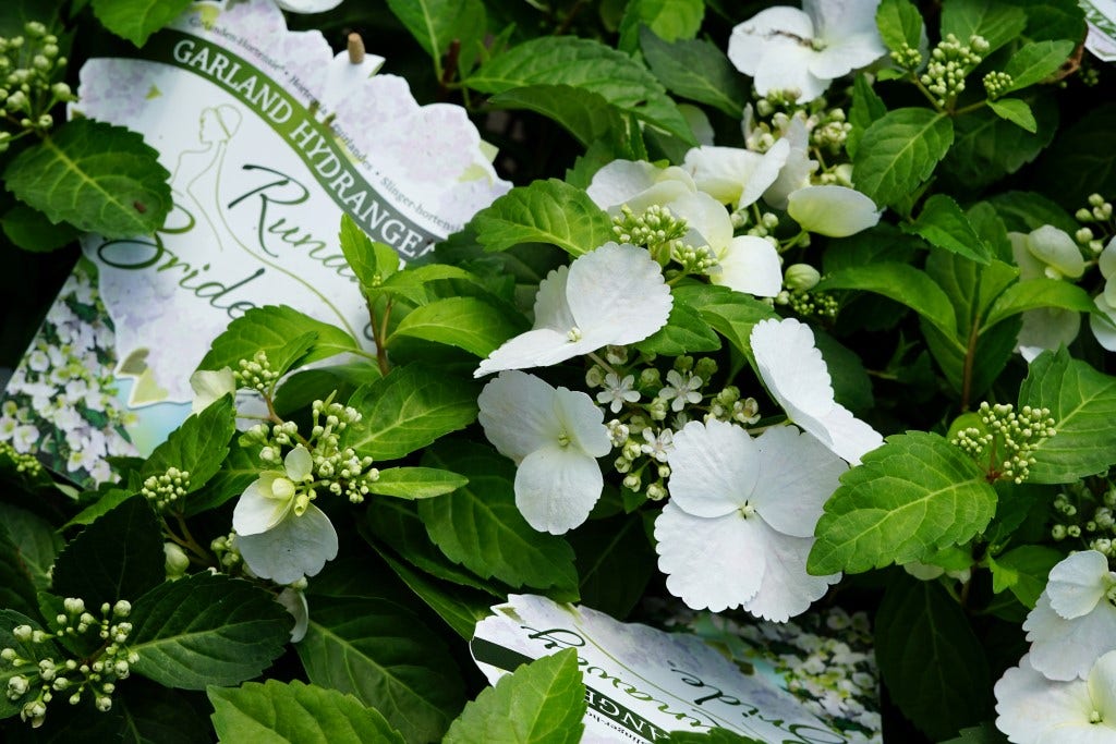 Hortensia (Hydrangea hybr. 'Runaway Bride')