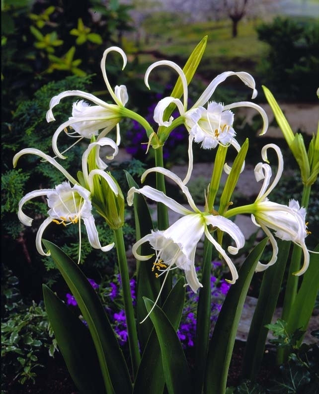 Spinlelie (Hymenocallis festalis 'Zwanenburg')