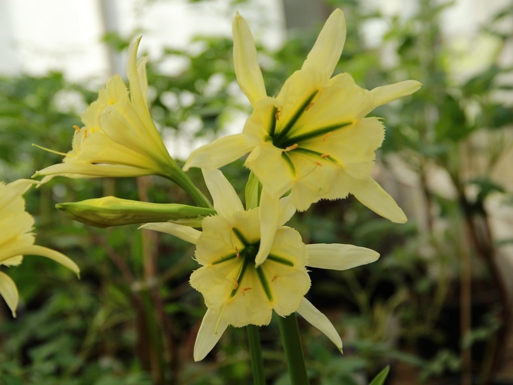 Gele Spinlelie (Hymenocallis 'Sulphur Queen')