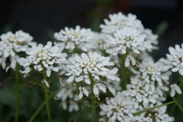 Scheefkelk/scheefbloem (Iberis sempervirens 'Schneeflocke')