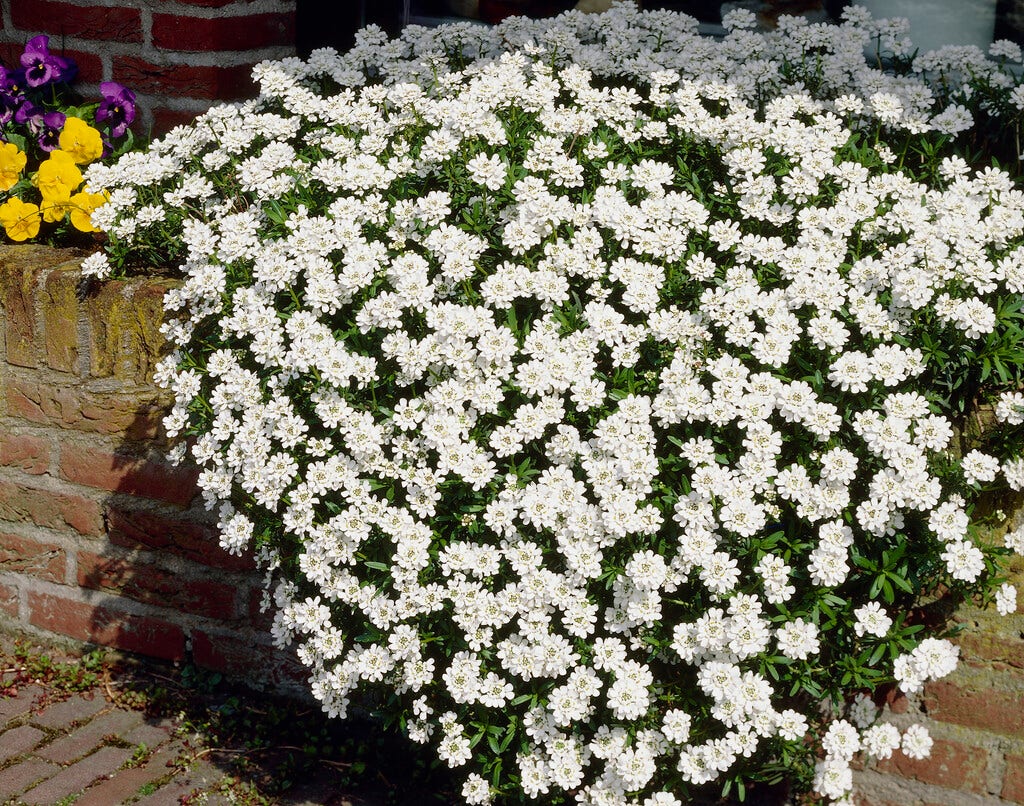 Scheefkelk/scheefbloem (Iberis sempervirens 'Fischbeck')