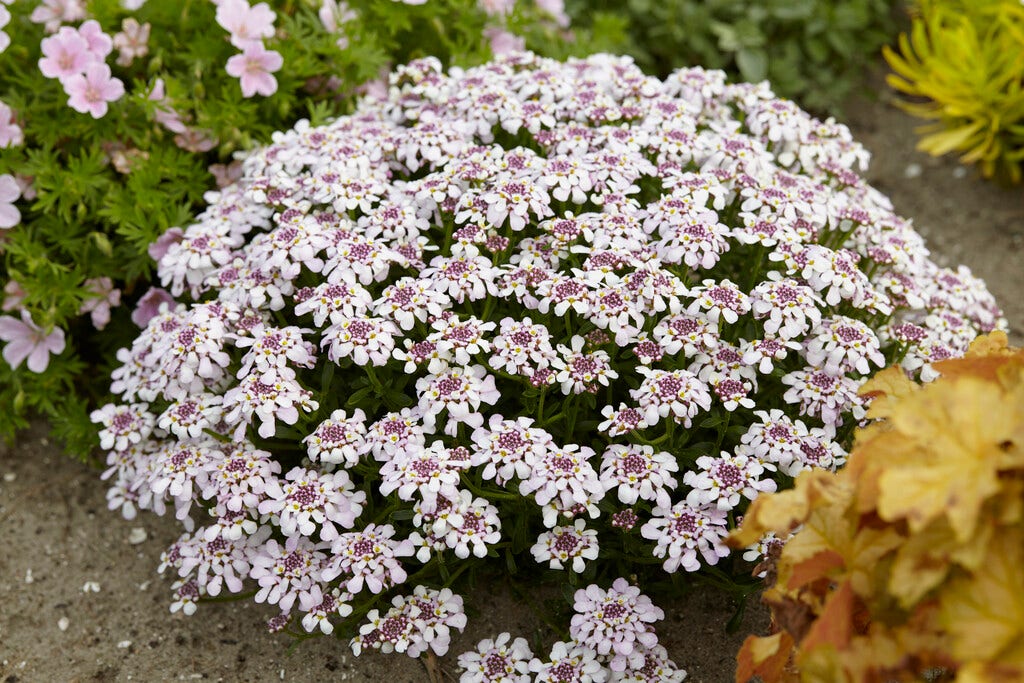 Scheefkelk/scheefbloem (Iberis sempervirens 'Masterpiece')