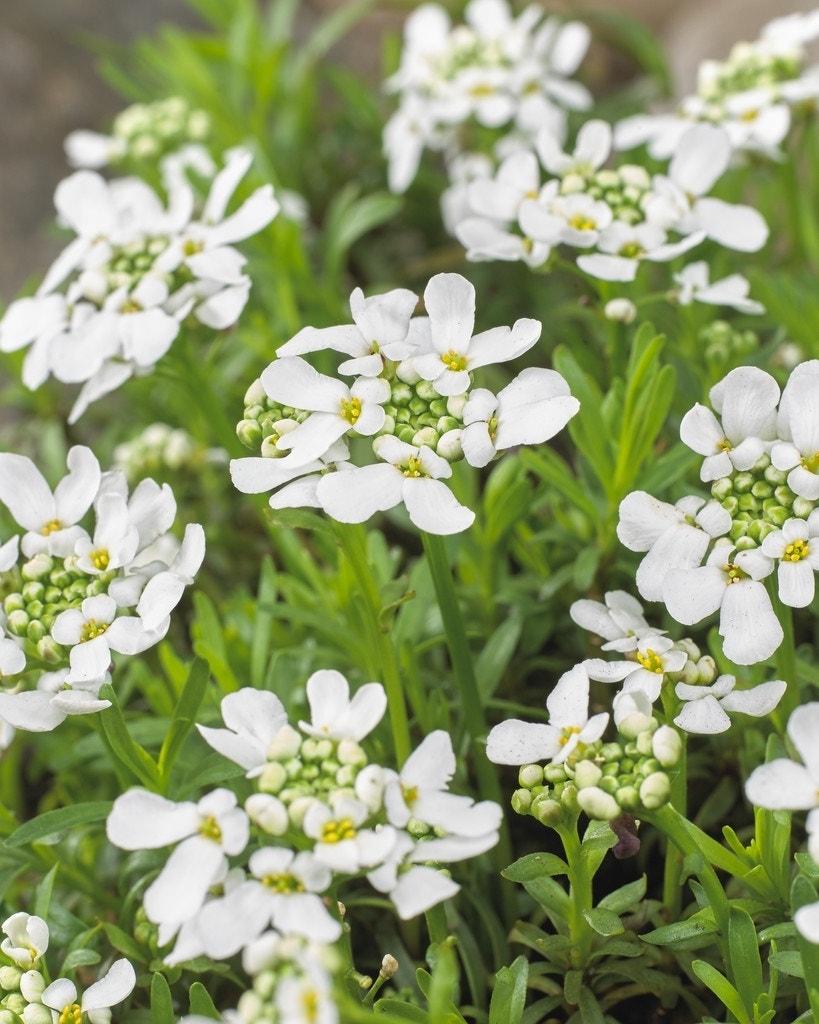 Scheefkelk (Iberis sempervirens 'Weisser Zwerg')