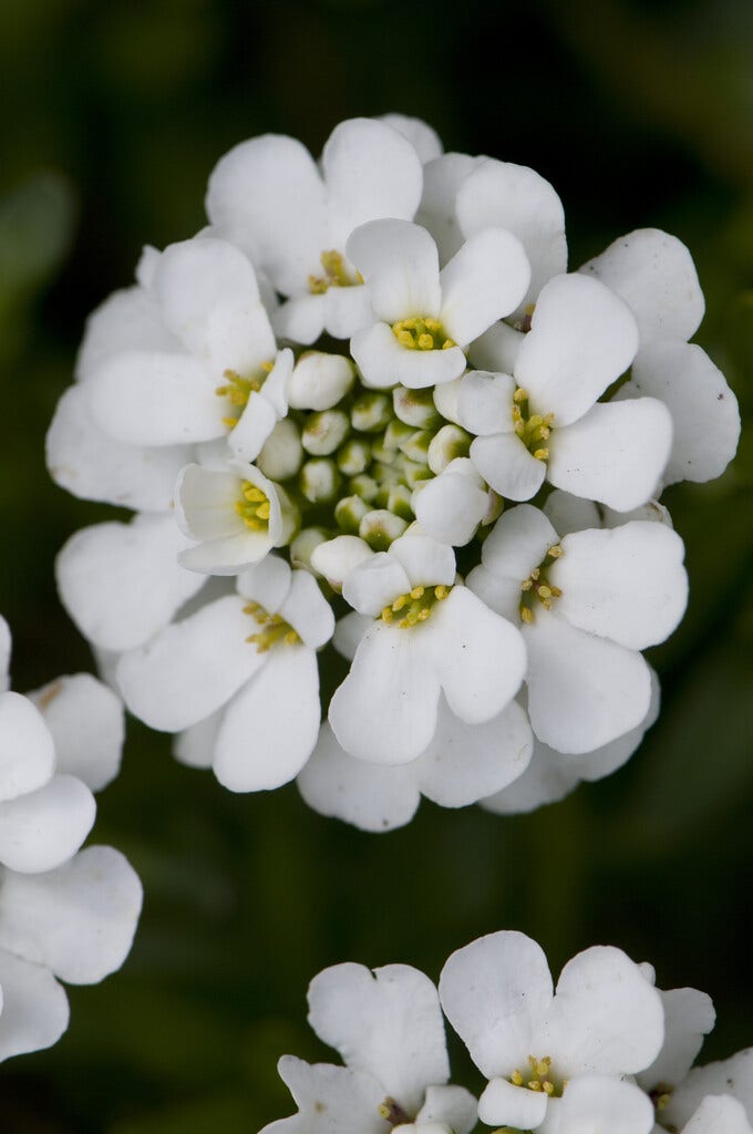 Scheefkelk (Iberis sempervirens)