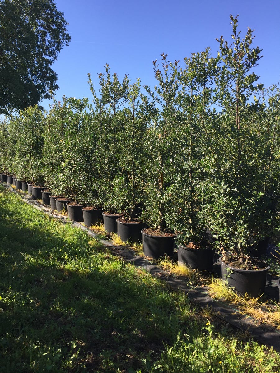 Grote Hulst (Ilex aquifolium)