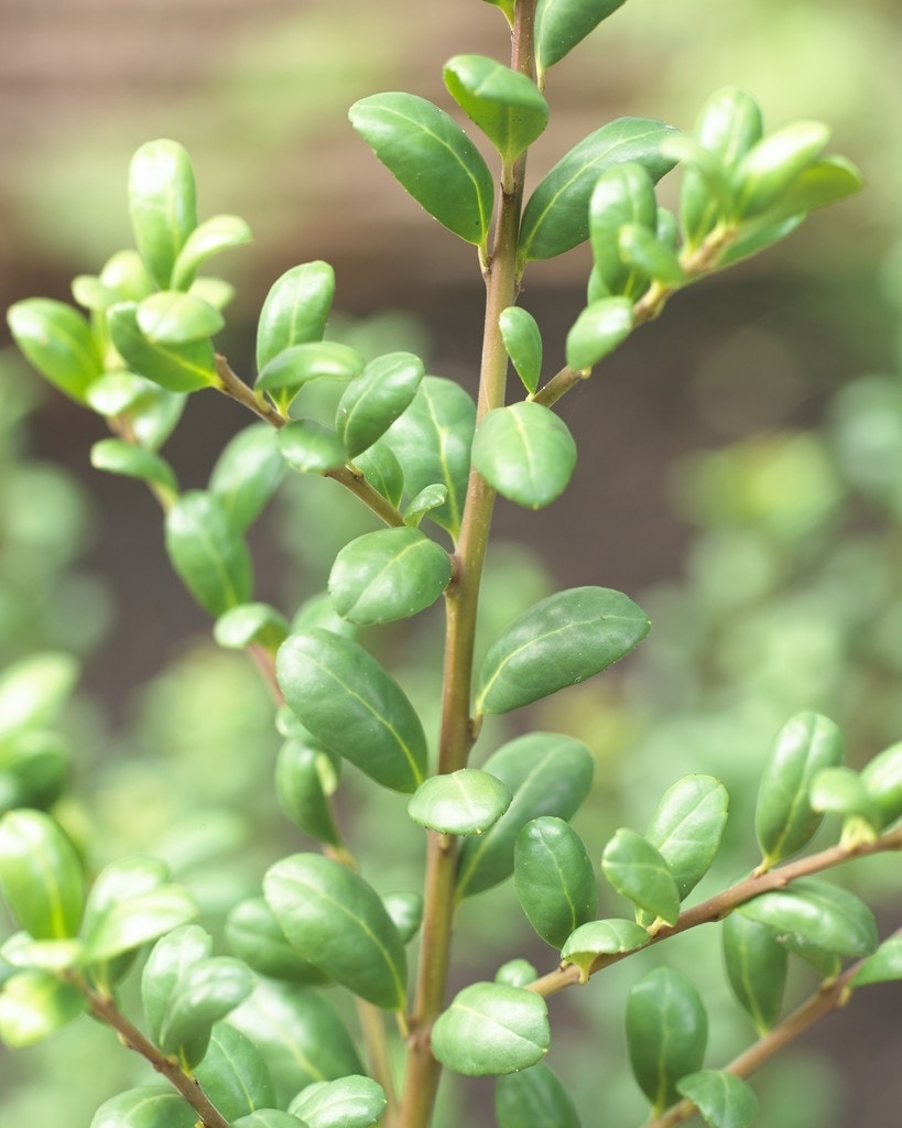 Chinese Hulst (Ilex crenata 'Convexa')