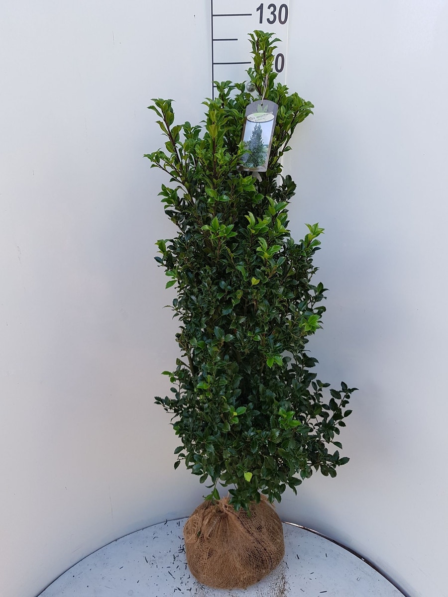 Hulst (Ilex meserveae 'Heckenstar')