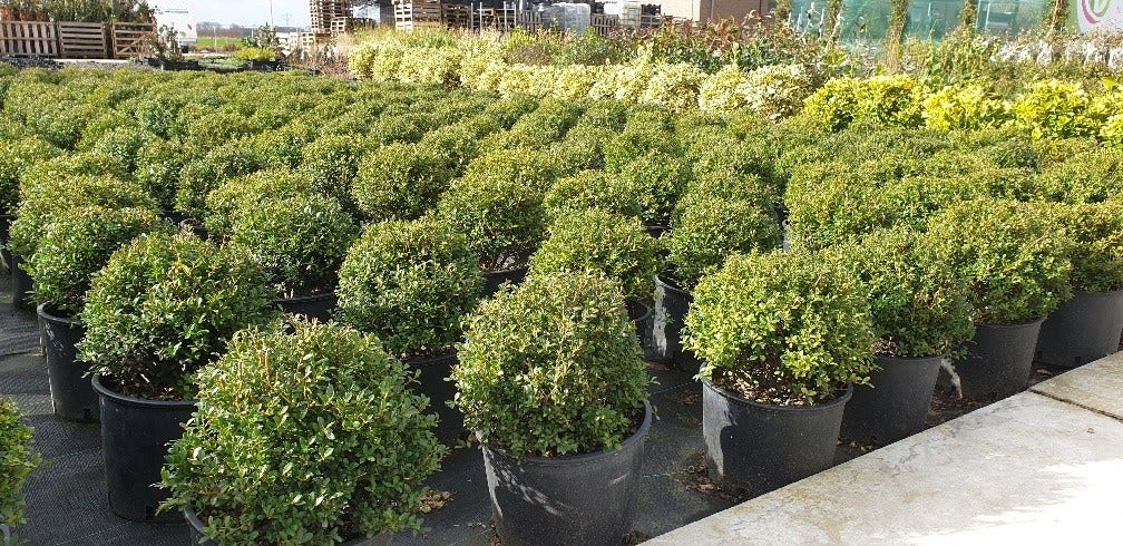 Japanse Hulst (Ilex crenata 'Kinme')