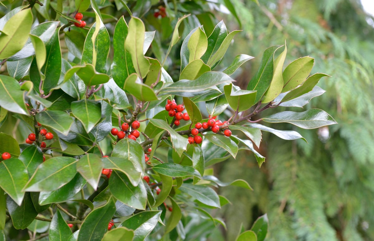 Hulst (Ilex altaclerensis 'Camelliifolia')