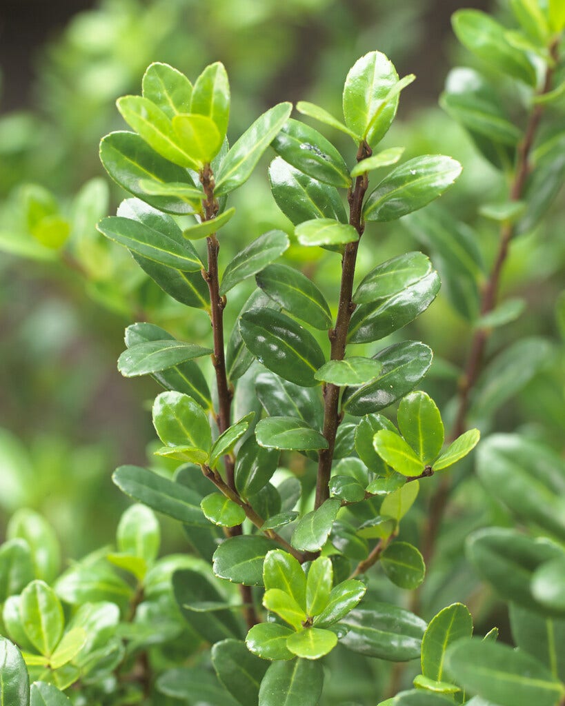 Japanse Hulst (Ilex crenata 'Caroline Upright')