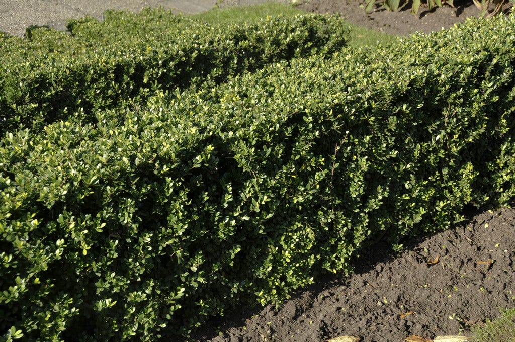 Japanse Hulst (Ilex crenata 'Dark Green')