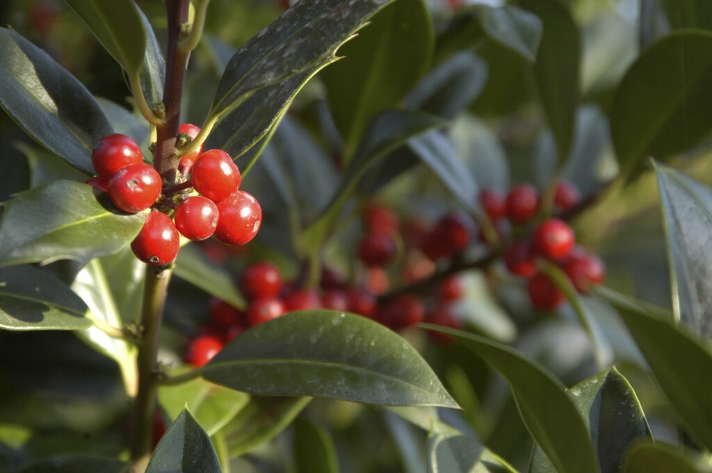 Hulst (Ilex aquifolium J.C. van Tol)