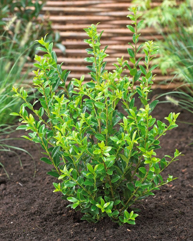 Japanse hulst (Ilex maximowicziana 'Kanehirae')