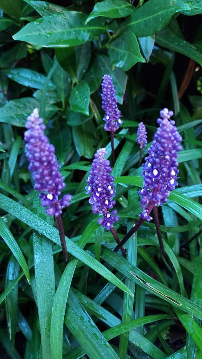 Leliegras (Liriope muscari 'Big Blue')