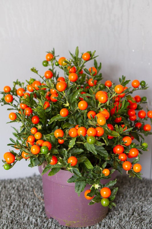 Oranjeboompje (Solanum pseudocapsicum)