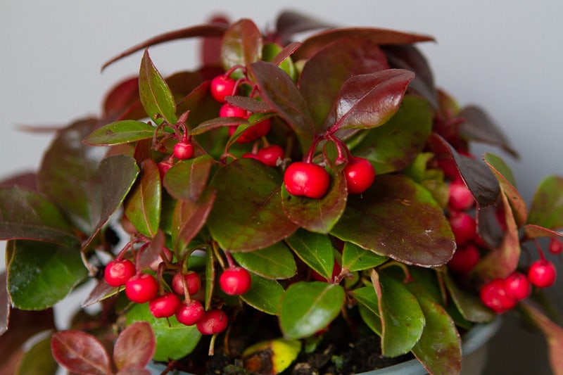 Bergthee / Patrijzenbes (Gaultheria procumbens)