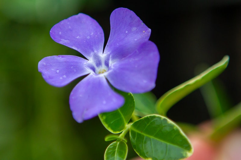 Maagdenpalm (Vinca minor 'Ralph Shugert')