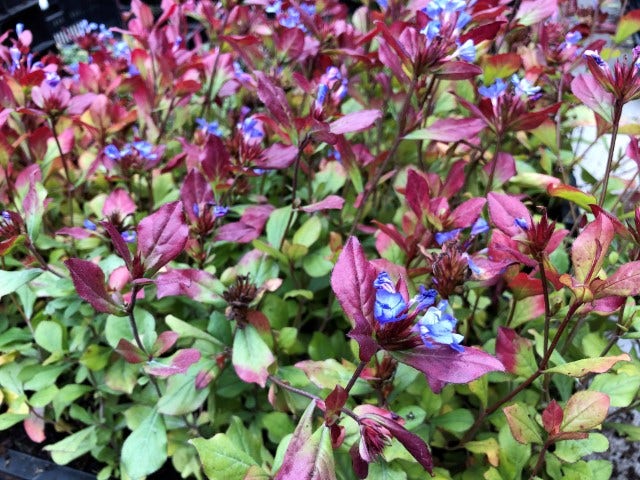 Loodkruid (Ceratostigma plumbaginoides)