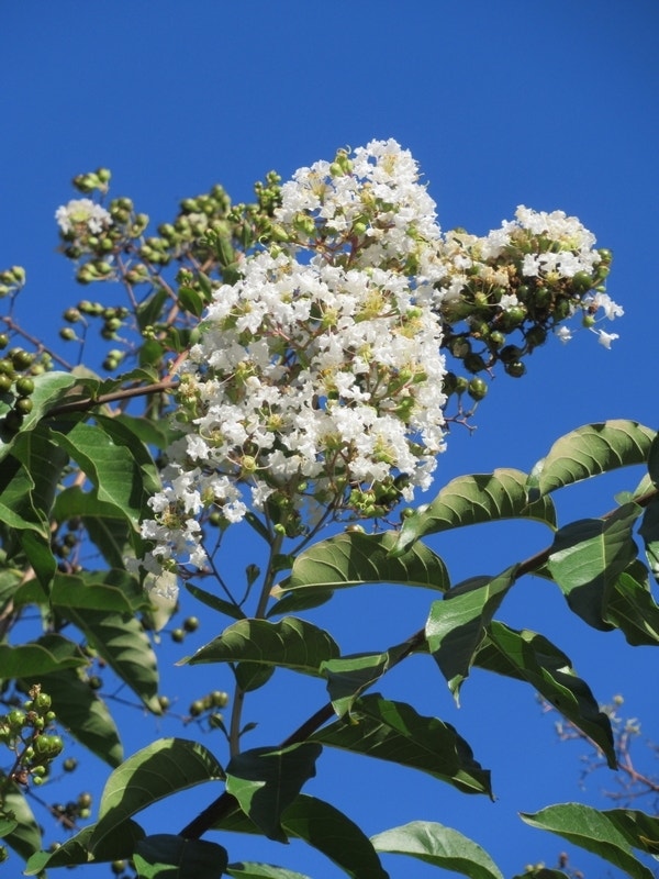 Witte Lagerstroemia als boom (Lagerstroemia indica)