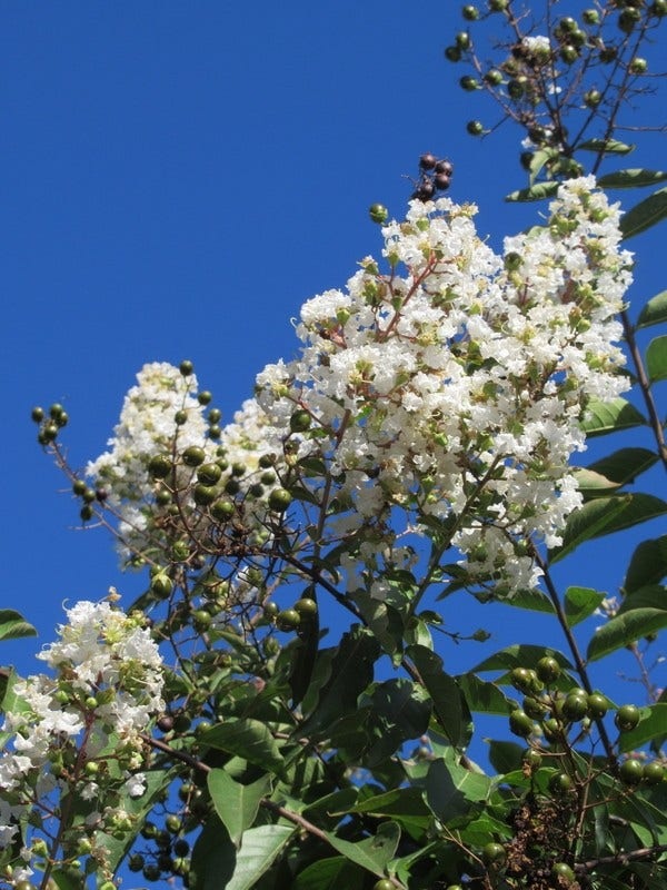 Lagerstroemia halfstam (Lagerstroemia indica 'Burgundy Cotton')