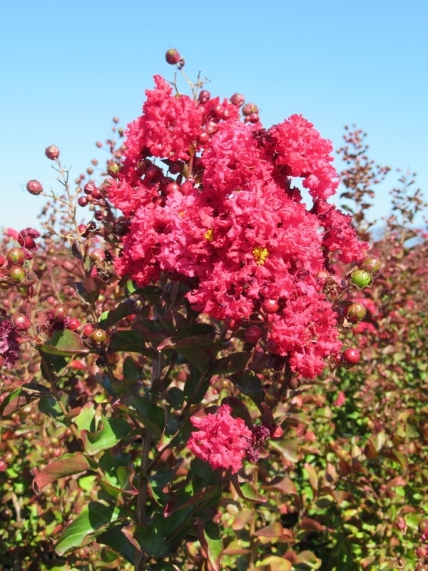 Rode Lagerstroemia als boom (Lagerstroemia indica)