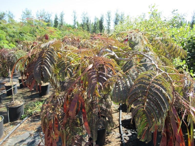 Perzische slaapboom als halfstam (Albizia 'Chocolate Fountain')