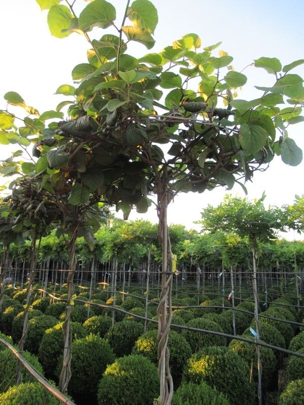 Kiwiplant als dakboom (Actinidia chinensis)